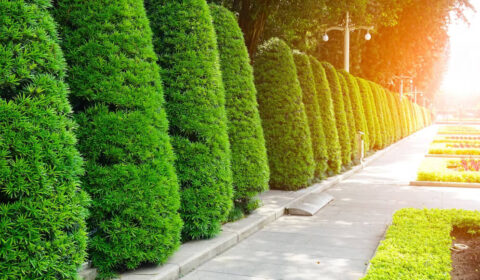 Commercial Landscaping, Palm Beach Home Pros