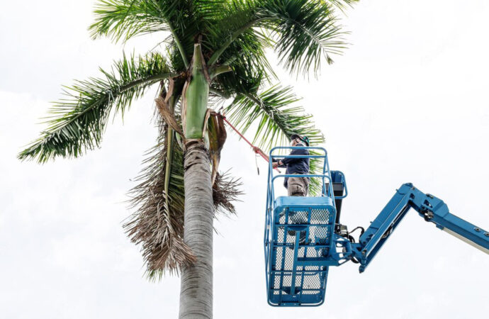 Commercial Tree Removal, Palm Beach Home Pros