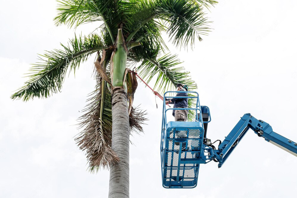 Commercial Tree Removal, Palm Beach Home Pros
