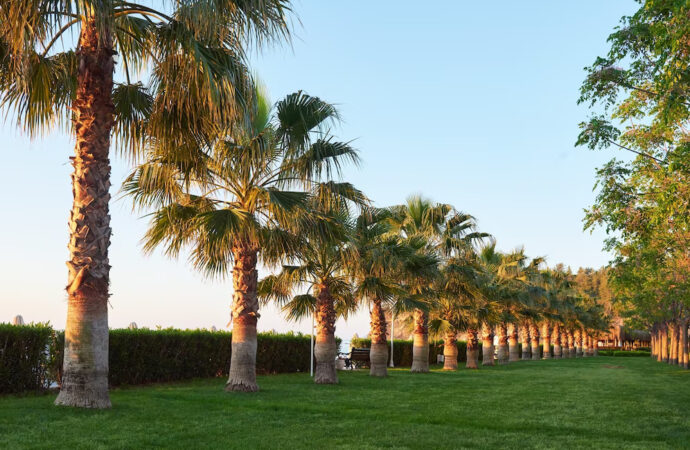 Palm Tree Installation, Palm Beach Home Pros