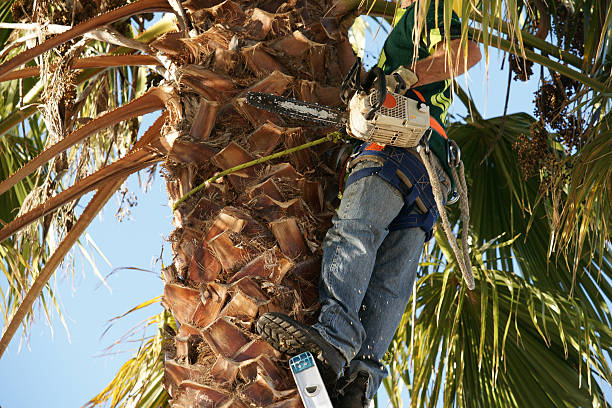 Palm Tree Removal, Palm Beach Home Pros