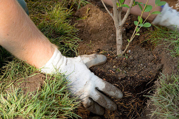 Tree Transplanting, Palm Beach Home Pros